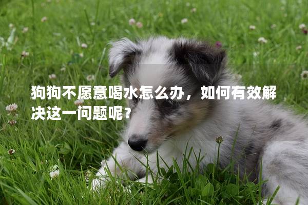 狗狗不愿意喝水怎么办，如何有效解决这一问题呢？