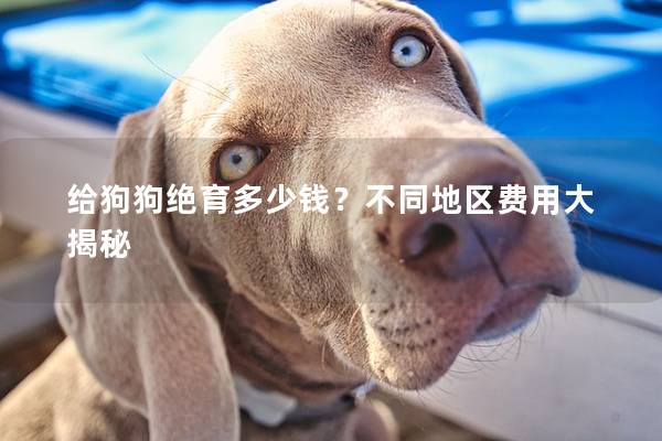 给狗狗绝育多少钱？不同地区费用大揭秘