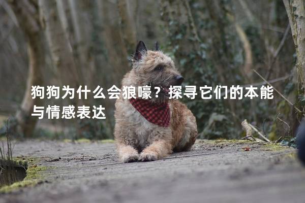 狗狗为什么会狼嚎?探寻它们的本能与情感表达 狗狗为什么会狼嚎?探寻它们的本能与情感表达