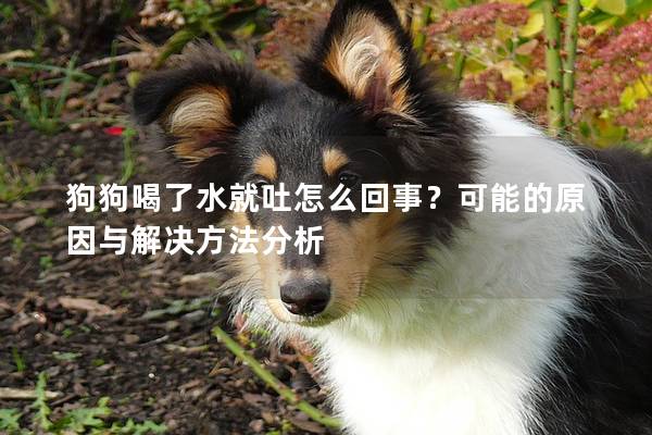 狗狗喝了水就吐怎么回事？可能的原因与解决方法分析