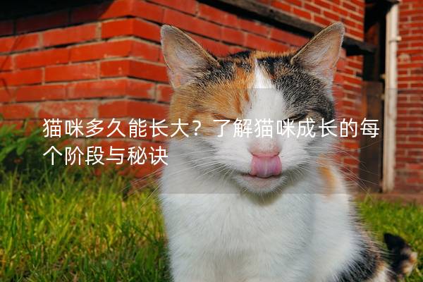 猫咪多久能长大？了解猫咪成长的每个阶段与秘诀