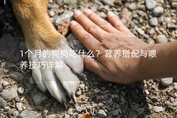 1个月的狗狗吃什么？营养搭配与喂养技巧详解