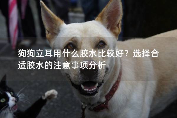 狗狗立耳用什么胶水比较好？选择合适胶水的注意事项分析