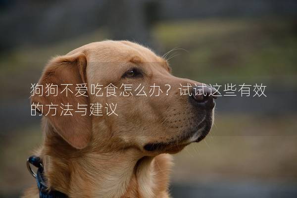 狗狗不爱吃食怎么办？试试这些有效的方法与建议