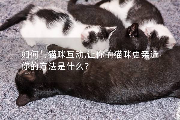 如何与猫咪互动,让你的猫咪更亲近你的方法是什么？