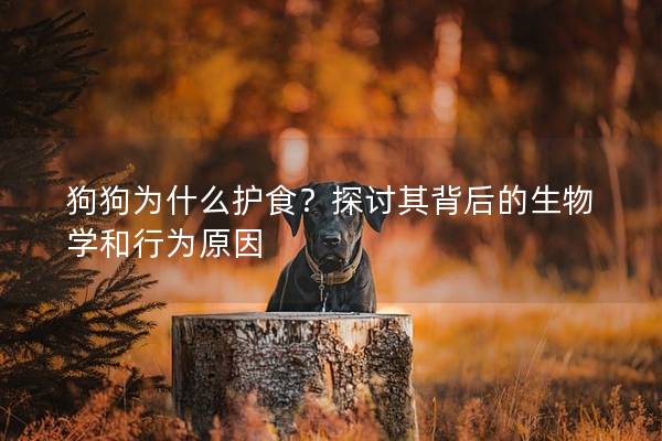 狗狗为什么护食？探讨其背后的生物学和行为原因