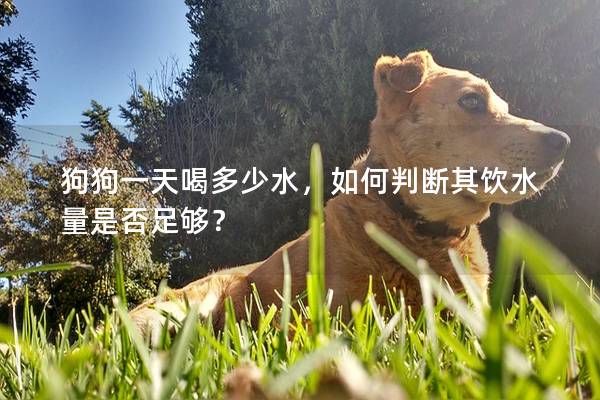 狗狗一天喝多少水，如何判断其饮水量是否足够？