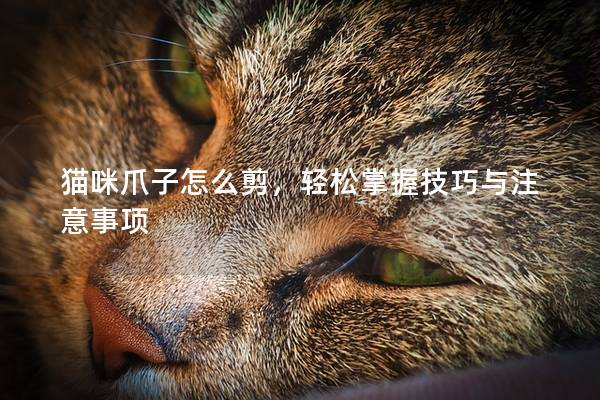 猫咪爪子怎么剪，轻松掌握技巧与注意事项