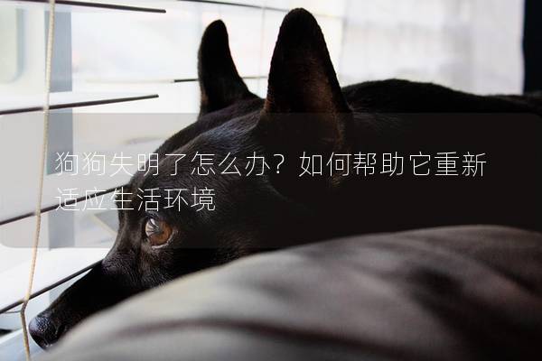 狗狗失明了怎么办？如何帮助它重新适应生活环境