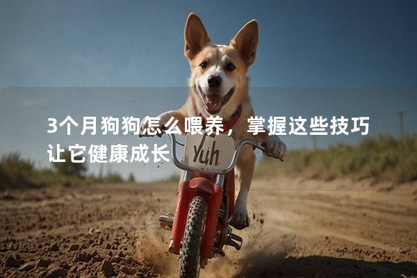 3个月狗狗怎么喂养，掌握这些技巧让它健康成长