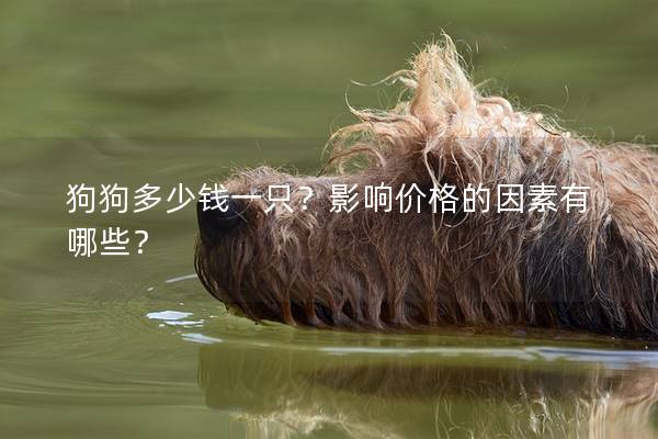 狗狗多少钱一只？影响价格的因素有哪些？