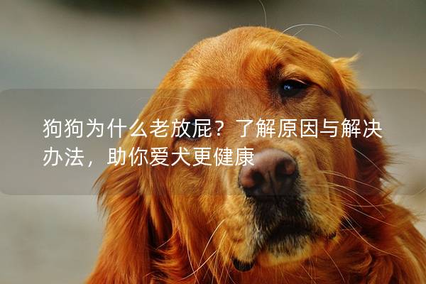 狗狗为什么老放屁？了解原因与解决办法，助你爱犬更健康