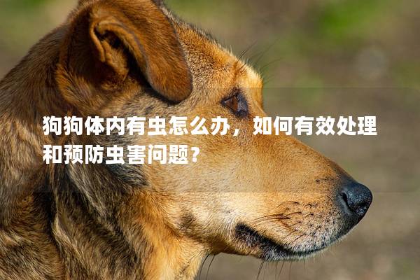 狗狗体内有虫怎么办，如何有效处理和预防虫害问题？