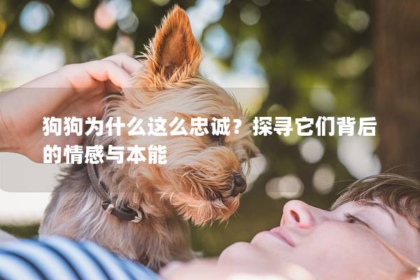 狗狗为什么这么忠诚？探寻它们背后的情感与本能