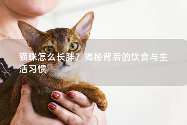 猫咪怎么长胖？揭秘背后的饮食与生活习惯