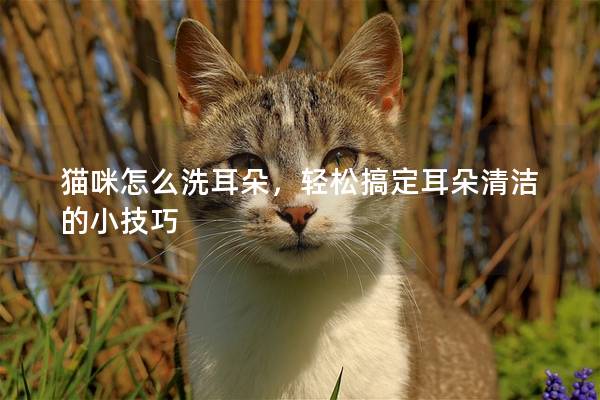 猫咪怎么洗耳朵，轻松搞定耳朵清洁的小技巧