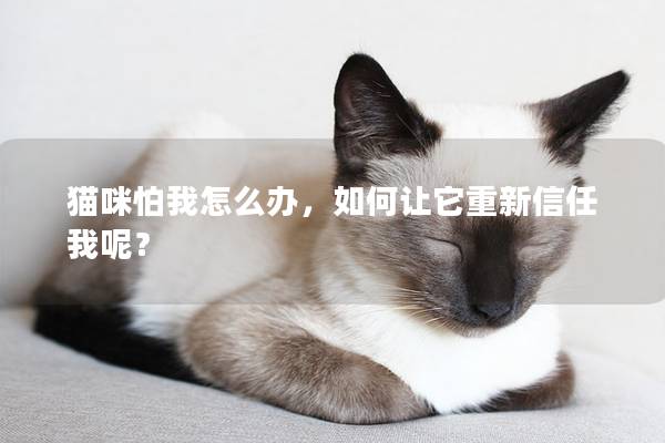 猫咪怕我怎么办，如何让它重新信任我呢？