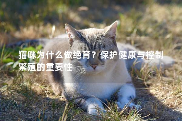 猫咪为什么做绝育？保护健康与控制繁殖的重要性