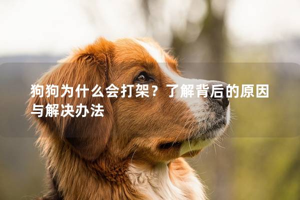 狗狗为什么会打架？了解背后的原因与解决办法