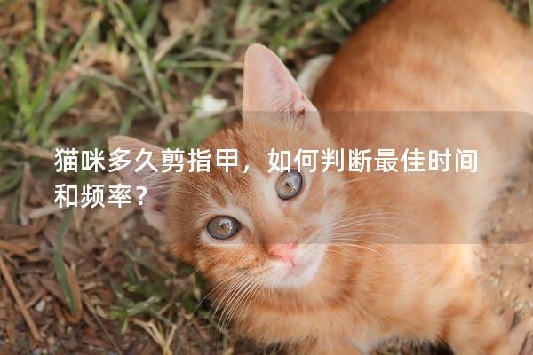 猫咪多久剪指甲，如何判断最佳时间和频率？