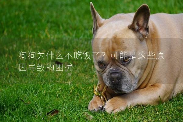 狗狗为什么不吃饭了？可能是这些原因导致的困扰