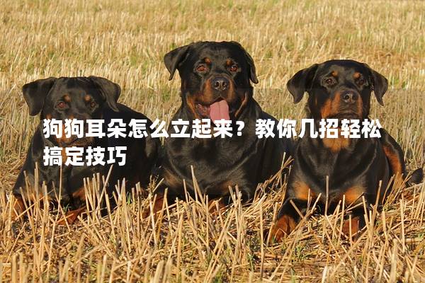 狗狗耳朵怎么立起来？教你几招轻松搞定技巧