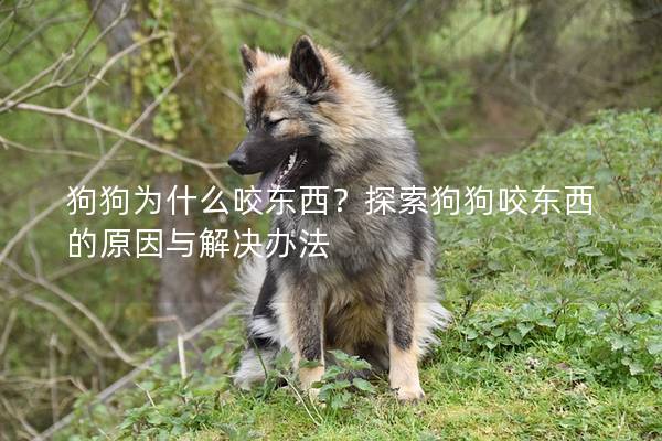 狗狗为什么咬东西？探索狗狗咬东西的原因与解决办法