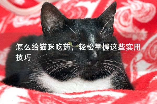 怎么给猫咪吃药，轻松掌握这些实用技巧