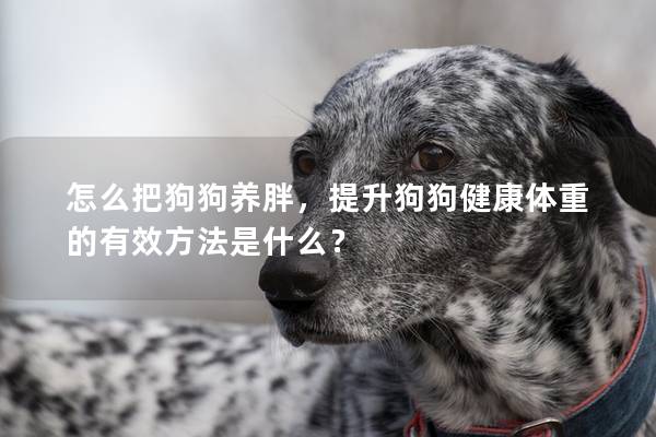 怎么把狗狗养胖，提升狗狗健康体重的有效方法是什么？