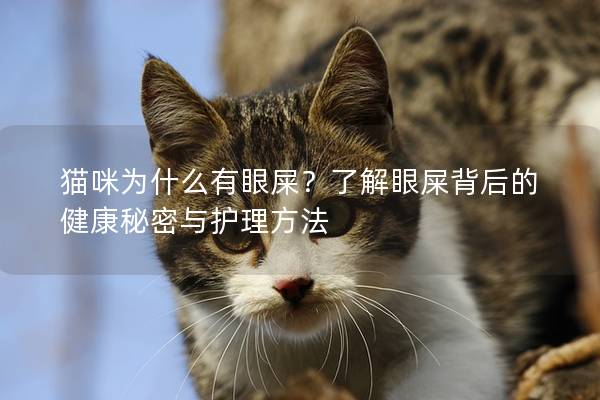 猫咪为什么有眼屎？了解眼屎背后的健康秘密与护理方法