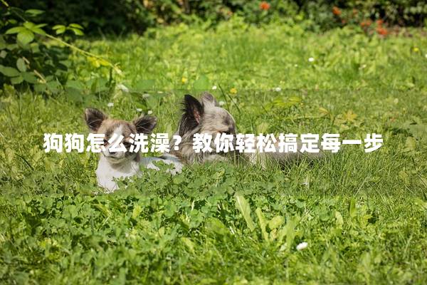 狗狗怎么洗澡？教你轻松搞定每一步