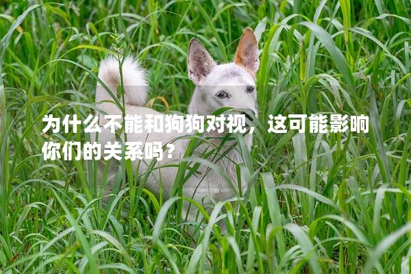 为什么不能和狗狗对视，这可能影响你们的关系吗？