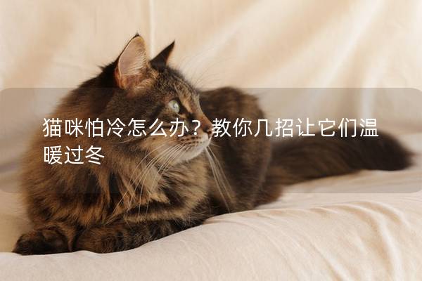 猫咪怕冷怎么办？教你几招让它们温暖过冬