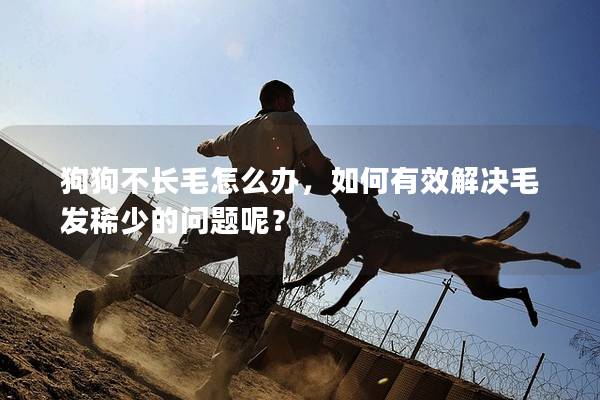 狗狗不长毛怎么办，如何有效解决毛发稀少的问题呢？