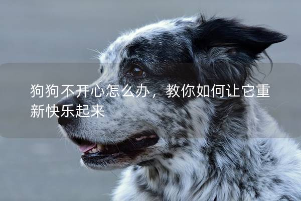 狗狗不开心怎么办，教你如何让它重新快乐起来
