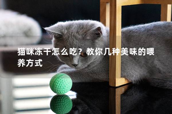 猫咪冻干怎么吃？教你几种美味的喂养方式