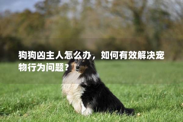 狗狗凶主人怎么办，如何有效解决宠物行为问题？