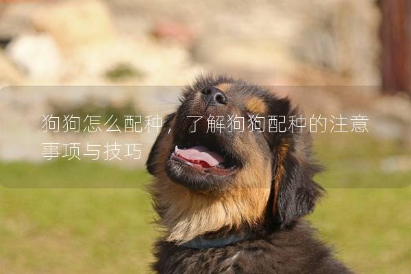 狗狗怎么配种，了解狗狗配种的注意事项与技巧