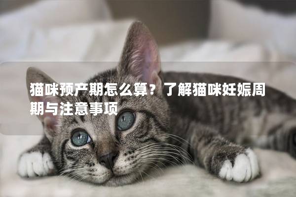 猫咪预产期怎么算？了解猫咪妊娠周期与注意事项