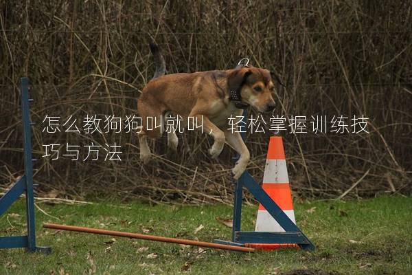 怎么教狗狗叫就叫，轻松掌握训练技巧与方法