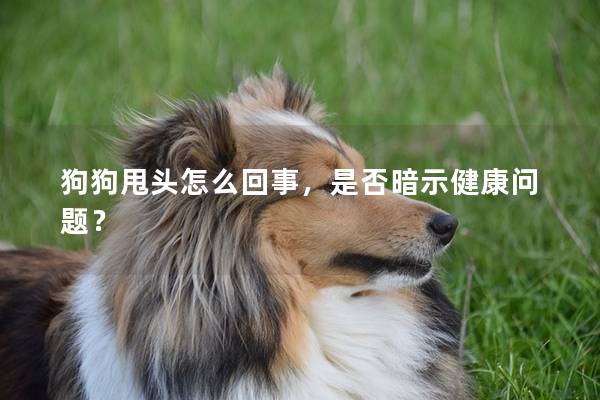 狗狗甩头怎么回事，是否暗示健康问题？