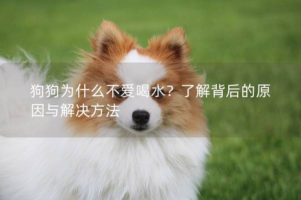 狗狗为什么不爱喝水？了解背后的原因与解决方法