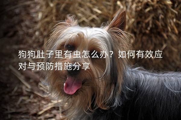 狗狗肚子里有虫怎么办？如何有效应对与预防措施分享