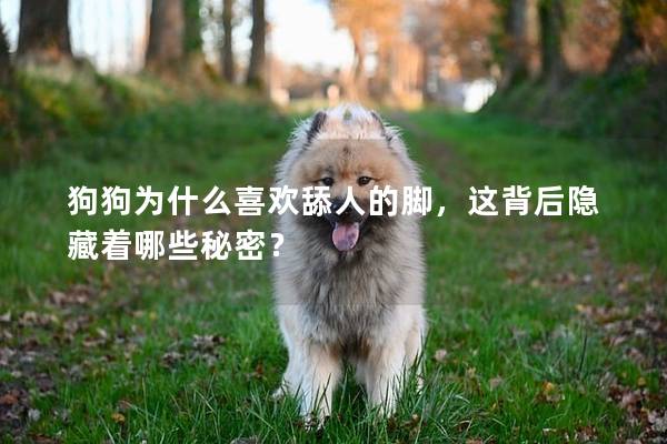 狗狗为什么喜欢舔人的脚，这背后隐藏着哪些秘密？