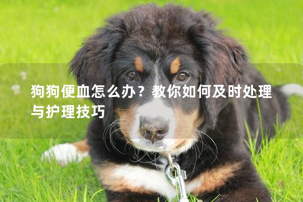 狗狗便血怎么办？教你如何及时处理与护理技巧