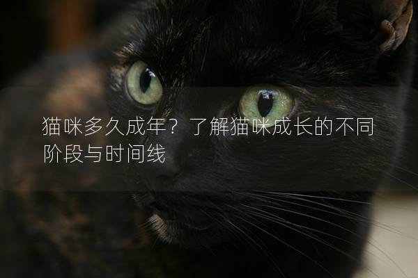 猫咪多久成年？了解猫咪成长的不同阶段与时间线