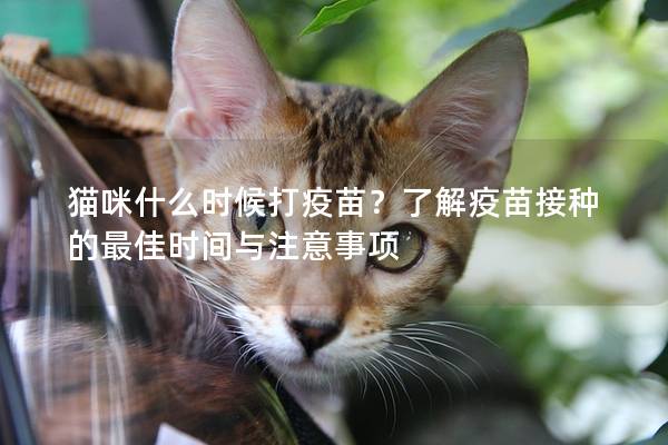 猫咪什么时候打疫苗?了解疫苗接种的最佳时间与注意事项 猫咪什么时候打疫苗?了解疫苗接种的最佳时间与注意事项