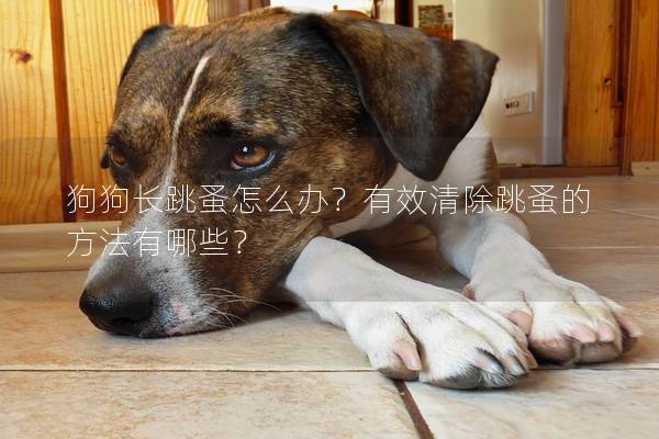 狗狗长跳蚤怎么办？有效清除跳蚤的方法有哪些？
