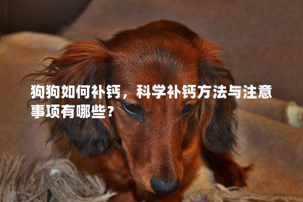 狗狗如何补钙，科学补钙方法与注意事项有哪些？