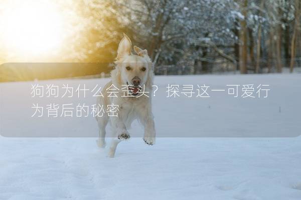 狗狗为什么会歪头?探寻这一可爱行为背后的秘密 狗狗为什么会歪头?探寻这一可爱行为背后的秘密